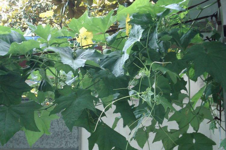 民间老太鼻炎偏方！简直是华佗在世!