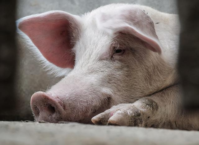 猪瘟最好治疗方法_猪瘟蓝耳病治疗_那种方法治疗前列腺炎好