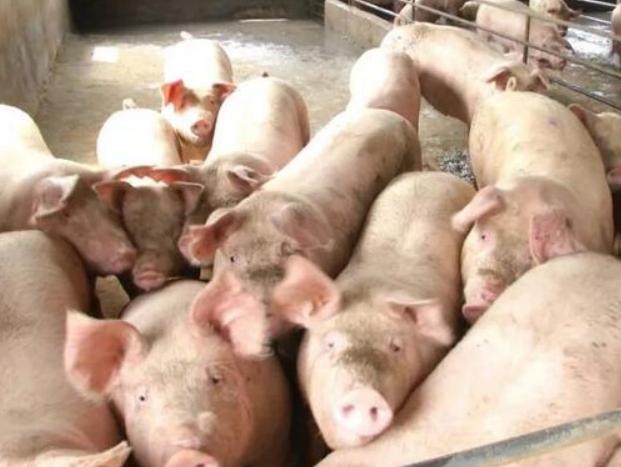 那种方法治疗前列腺炎好_猪瘟蓝耳病治疗_猪瘟最好治疗方法