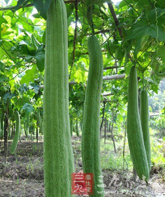 痛风偏方大全_痛风治疗偏方_治疗痛风的偏方