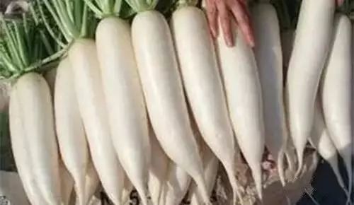 白萝卜和它一起炖,抗癌,降三高,预防感冒!来年不怕病 白萝卜和它一起炖,抗癌,降三高,预防感冒!来年不怕病