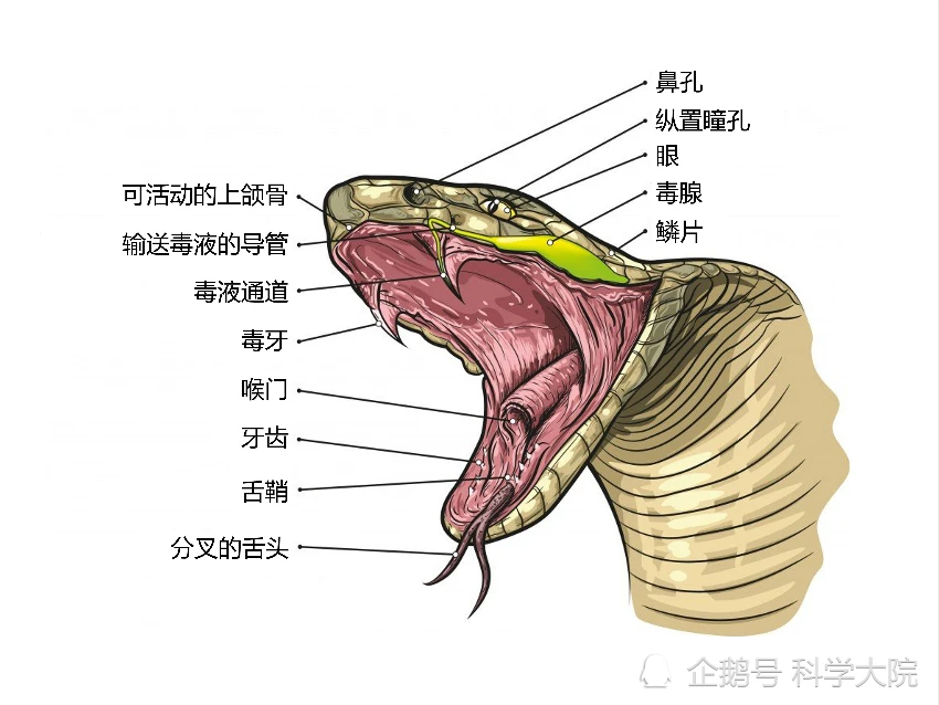 口腔舌头溃疡_治疗口腔溃疡的偏方_口腔上颚溃疡