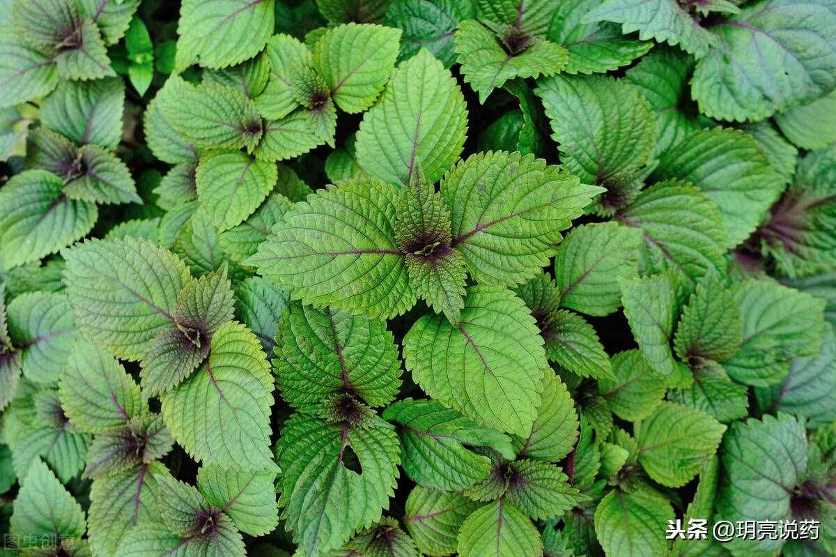 10种止咳中成药，辩证使用，值得收藏