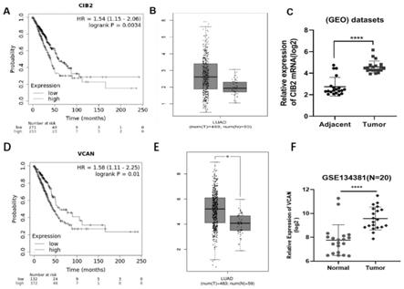 CIB2，VCAN及下游靶基因在非小细胞肺癌耐药综合治疗及耐药性检测中的应用