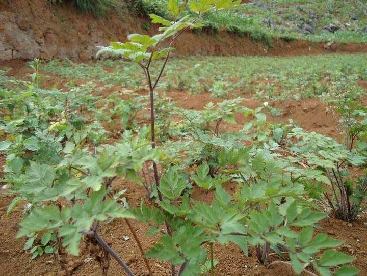 苹果树根药用_臭椿树根药用偏方_蚯蚓药用偏方