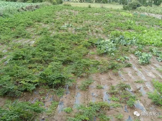 蚯蚓药用偏方_臭椿树根药用偏方_苹果树根药用