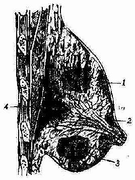 乳腺囊性结节和乳腺结节区别_根治乳腺结节偏方秘方_根治乳腺结节偏方