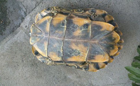 7种缓解身体疼痛的民间偏方推荐 李时珍的偏方和秘方_李时珍的丰胸秘方_李时珍治骨刺秘方