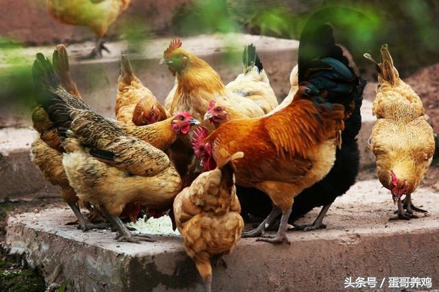 老兽医：古人积累的20个抗菌消炎中药方，建议养鸡人都看看
