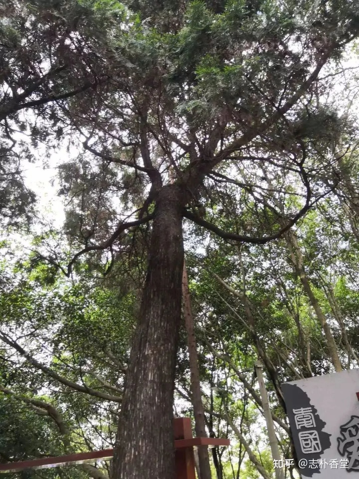 《香乘》名香:禅悦香的制作方法 产后减肥啊,中药秘方_脾虚肥胖者减肥中药秘方_中药香体小秘方
