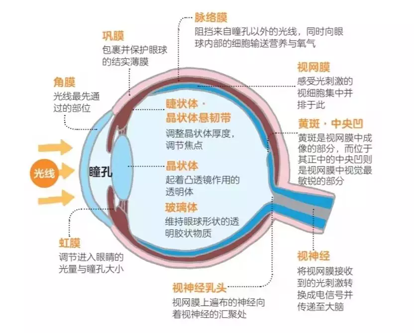 视力_女人衰老眼睛表现_丨丨丨丨丨丨**一