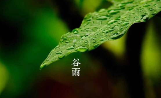 二十四节气谷雨的古诗