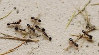 观察蚂蚁的作文