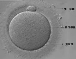 卵受精到着床多少天_卵受精了还会排卵吗_受精卵