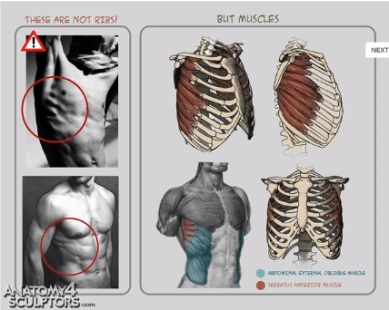 肌肉_肌肉注射的部位及定位_肌肉萎缩了怎么才能恢复