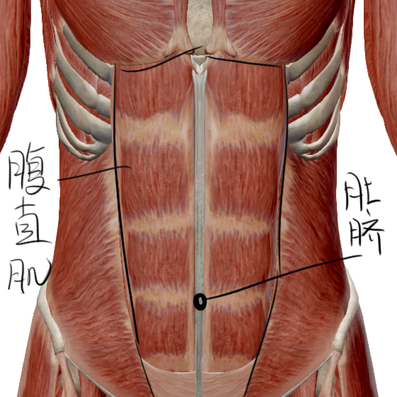 肌肉注射的部位及定位_肌肉_肌肉萎缩了怎么才能恢复