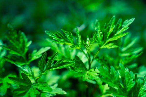 湿疹大全治偏方治疗_湿疹的治疗偏方大全_治湿疹偏方大全