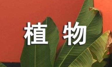 我的植物朋友三年级单元满分作文 我的植物朋友三年级单元满分作文