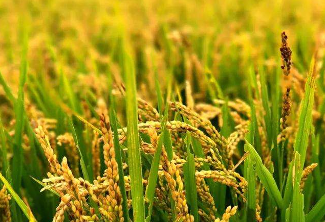 水稻稻曲病防治,有什么特效药?