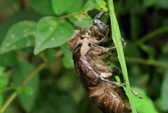 蝉壳有什么用处