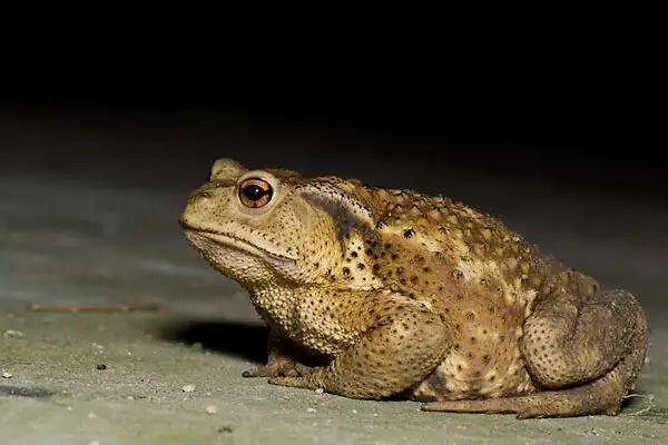 亲身经历治疗痤疮偏方_痤疮小偏方_痤疮民间偏方