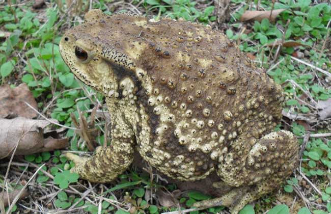 痤疮民间偏方_亲身经历治疗痤疮偏方_痤疮小偏方