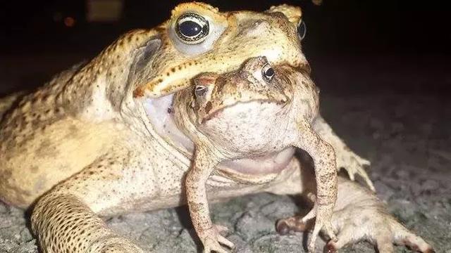 痤疮小偏方_痤疮民间偏方_亲身经历治疗痤疮偏方