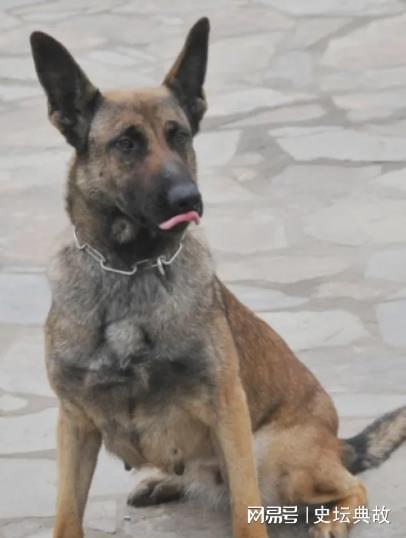 1998年美国女人深夜被杂交犬折磨死后男友报警,兽医:狗不是凶手 杂交狗是不是土狗_杂交狗聪明还是纯种狗聪明_杂交狗