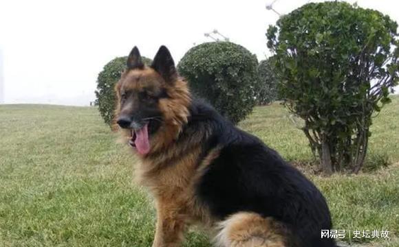 1998年美国女人深夜被杂交犬折磨死后男友报警,兽医:狗不是凶手 杂交狗是不是土狗_杂交狗聪明还是纯种狗聪明_杂交狗