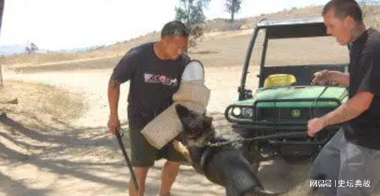 1998年美国女人深夜被杂交犬折磨死后男友报警,兽医:狗不是凶手 杂交狗_杂交狗聪明还是纯种狗聪明_杂交狗是不是土狗