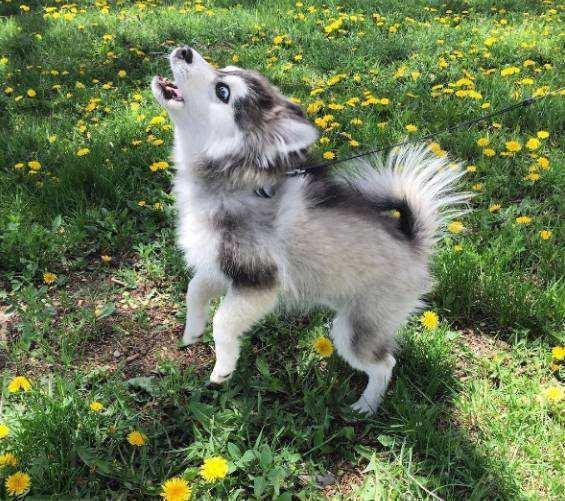 杂交狗是不是土狗_杂交狗狗图片_杂交狗