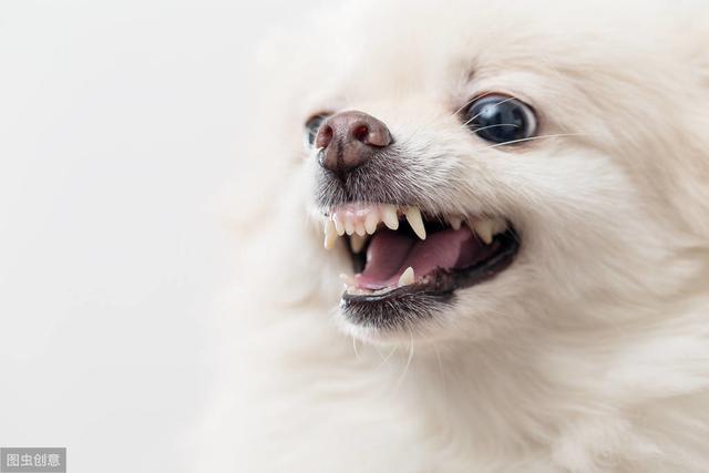 杂交狗_杂交狗是不是土狗_杂交狗狗图片