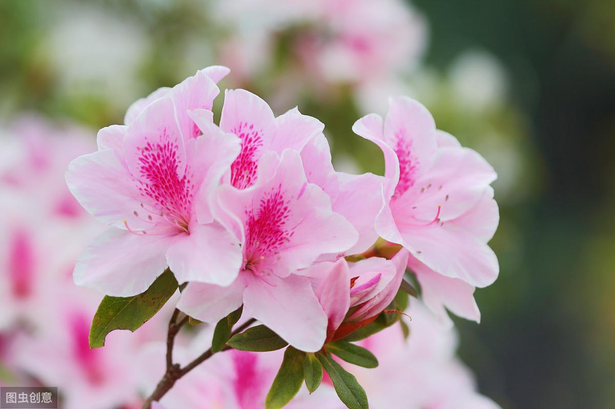 酸杏仁能治失眠吗_酸杏仁的功效与作用禁忌_杏仁酸