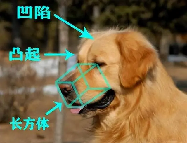 纯种金毛幼犬怎么分辨真假_纯种金毛犬多少钱一只_纯种金毛