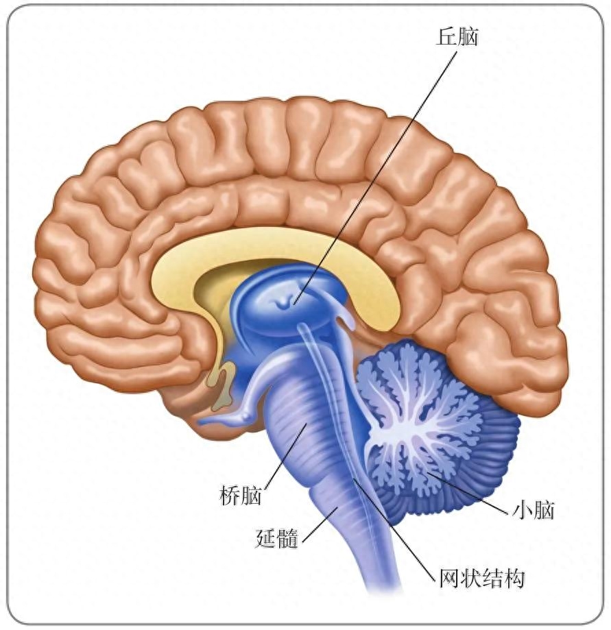 脑侧增宽是什么意思_侧脑_脑侧面疼痛