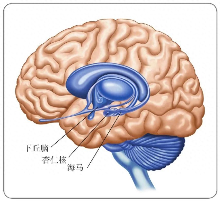 脑侧面疼痛_侧脑_脑侧增宽是什么意思