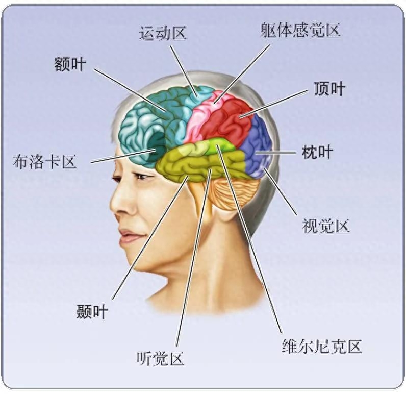侧脑_脑侧面疼痛_脑侧增宽是什么意思