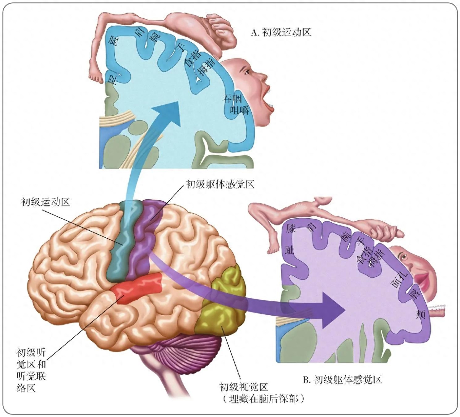 脑侧增宽是什么意思_脑侧面疼痛_侧脑