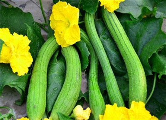 去粉刺的土方法_去红血丝的土方法_去斑点的土方法