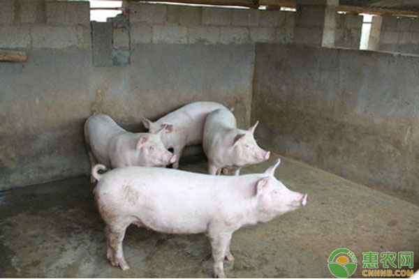 肥猪的饲养方法介绍(值得收藏)-图片版权归惠农网所有