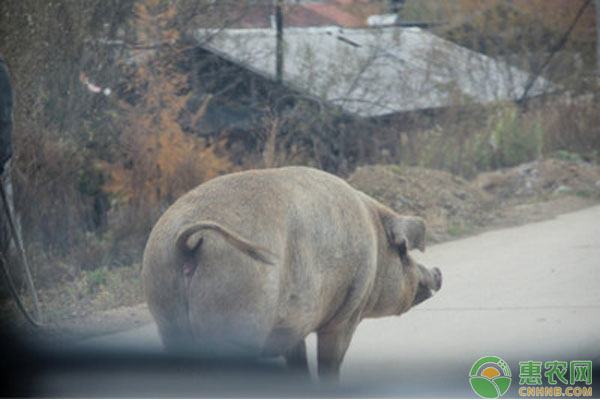 肥猪的饲养方法介绍(值得收藏)-图片版权归惠农网所有