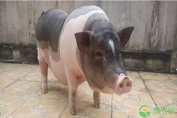 肥猪的饲养方法介绍(值得收藏)-图片版权归惠农网所有