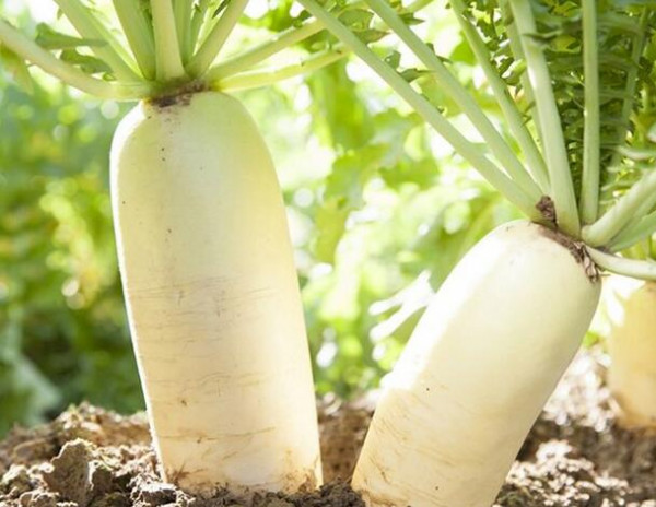 很全 咳嗽久治不愈偏方和喉咙痒干咳偏方_咳嗽吃什么好的快咳嗽最有效的七大偏方_咳嗽民间小偏方