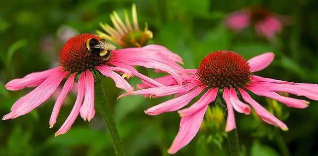 治疗肺病的偏方_肺鳞癌好治还是腺癌好治_治肺气肿的偏方