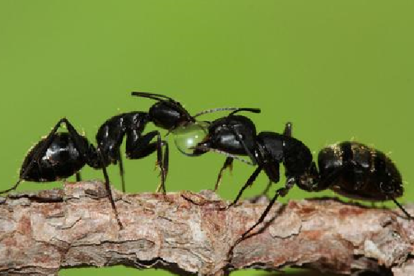 黑蚂蚁的生活习性
