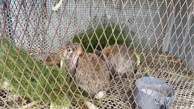 河南南阳肉兔的健康养殖与兔肉安全