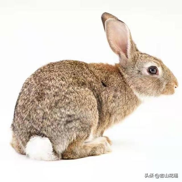 河南南阳肉兔的健康养殖与兔肉安全