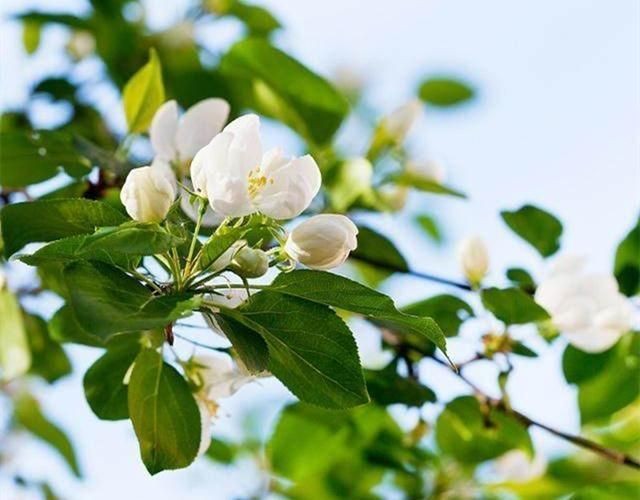 栽培樱甜栽植桃树当年管理方法__甜樱桃种植对土壤的要求