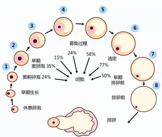 睾丸萎缩_萎缩睾丸还有生精功能吗_萎缩睾丸放回去危险吗