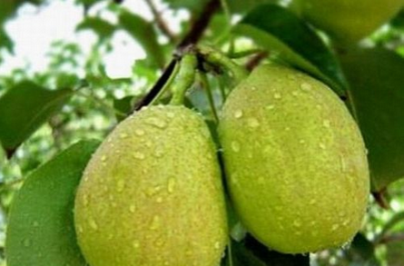 治疗关节炎的13个小偏方